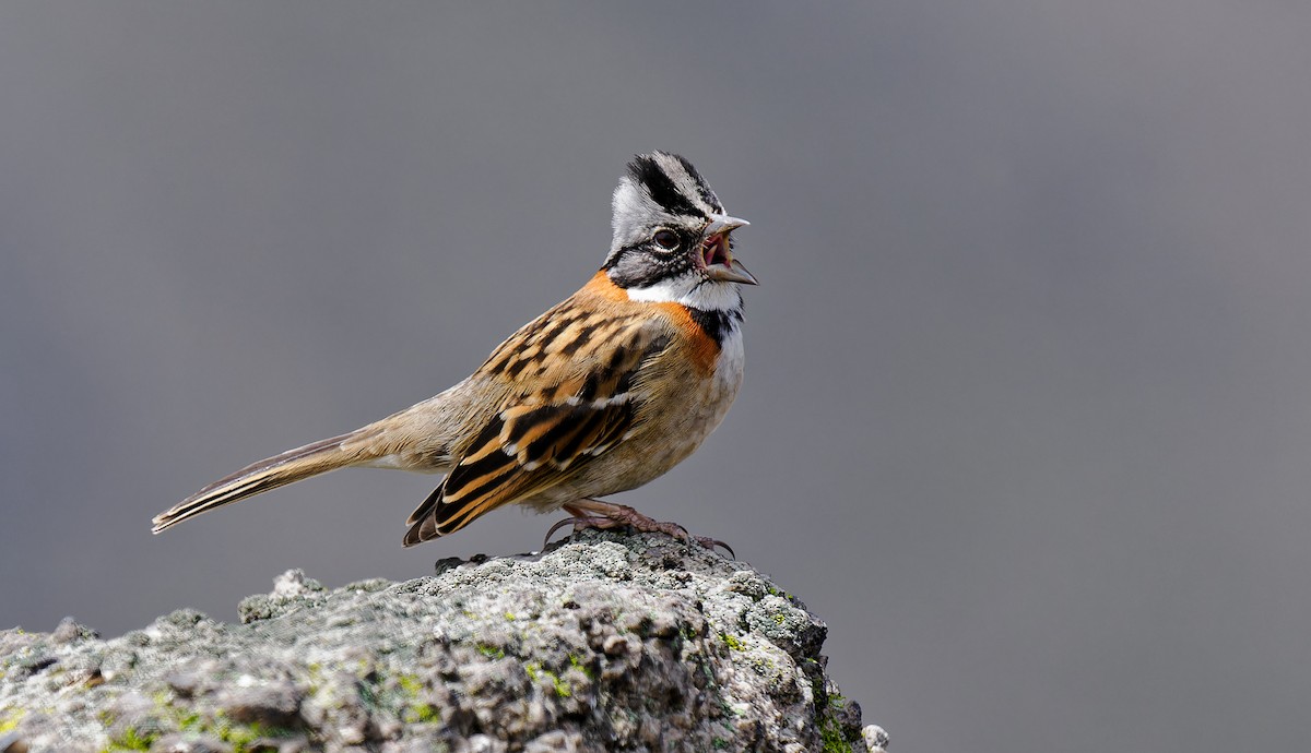 Rufous-collared Sparrow - Matti Rekilä