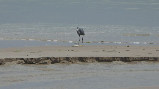 Western Reef-Heron - ML510671081