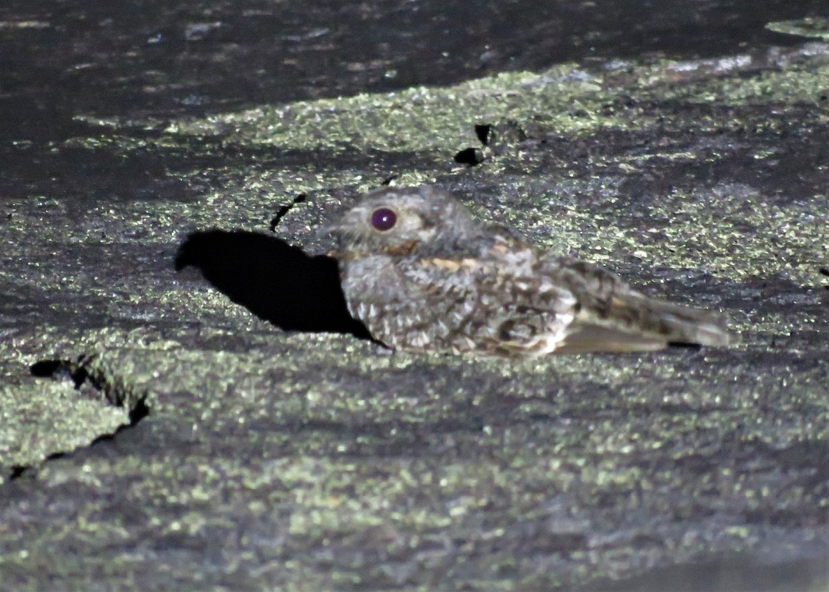 Band-winged Nightjar - ML510671131