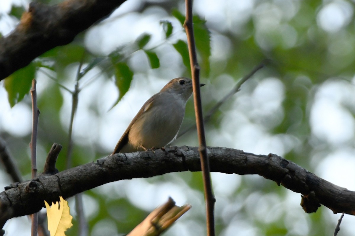 Taiga Flycatcher - Vincent van der Spek