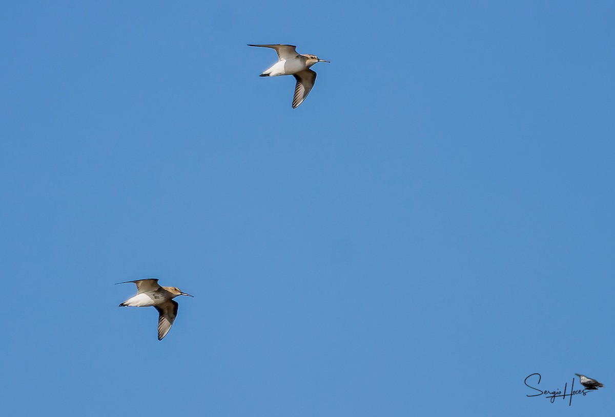 Dunlin - Sergio Hoces lucena