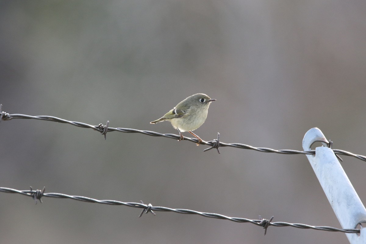 Ruby-crowned Kinglet - Brad Carlson