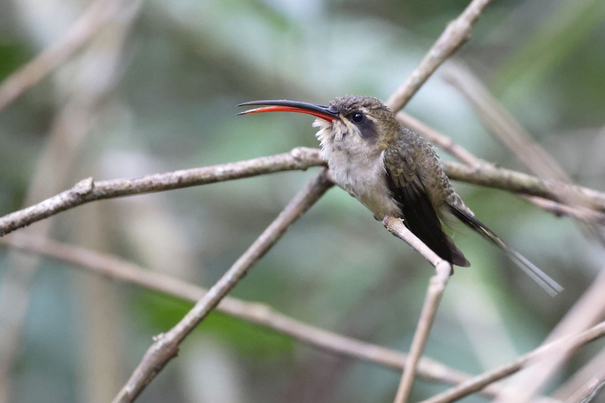 kolibřík dlouhozobý (ssp. margarettae) - ML510673231