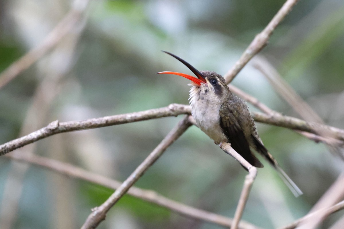 kolibřík dlouhozobý (ssp. margarettae) - ML510673241