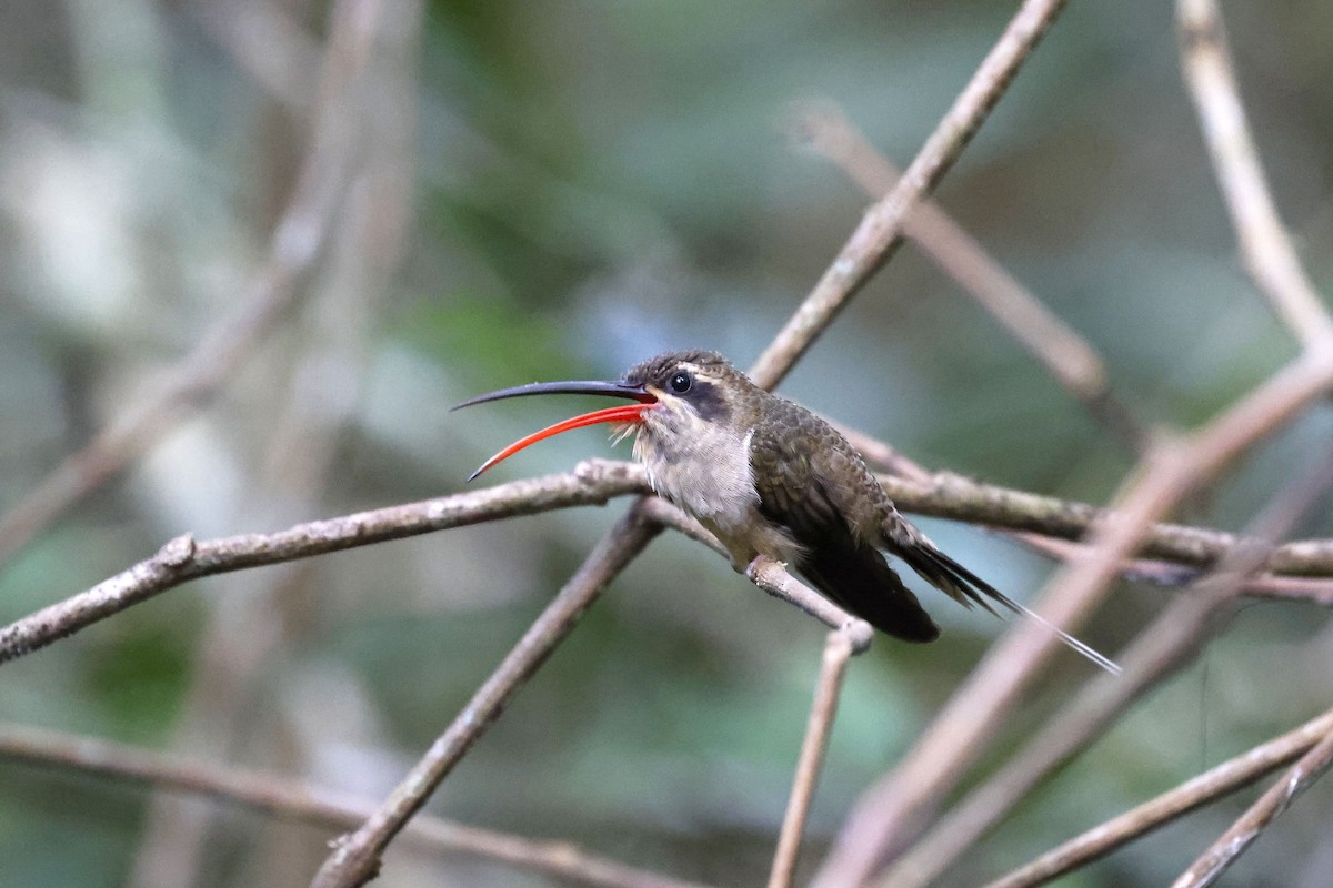 Great-billed Hermit (Margaretta's) - ML510673251