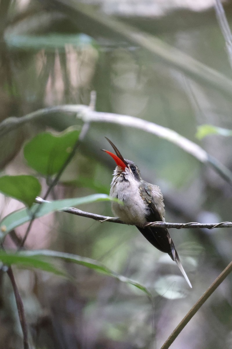 kolibřík dlouhozobý (ssp. margarettae) - ML510673261
