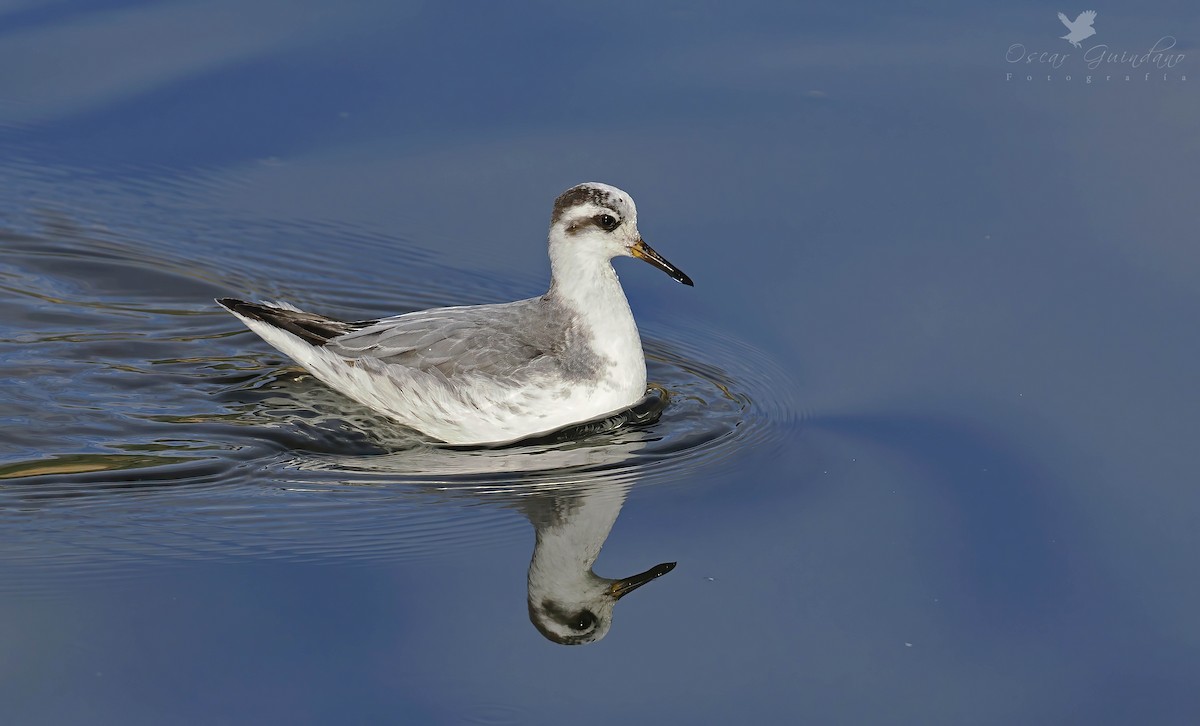 Red Phalarope - ML510673731