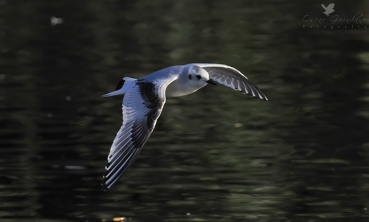 Little Gull - Anonymous