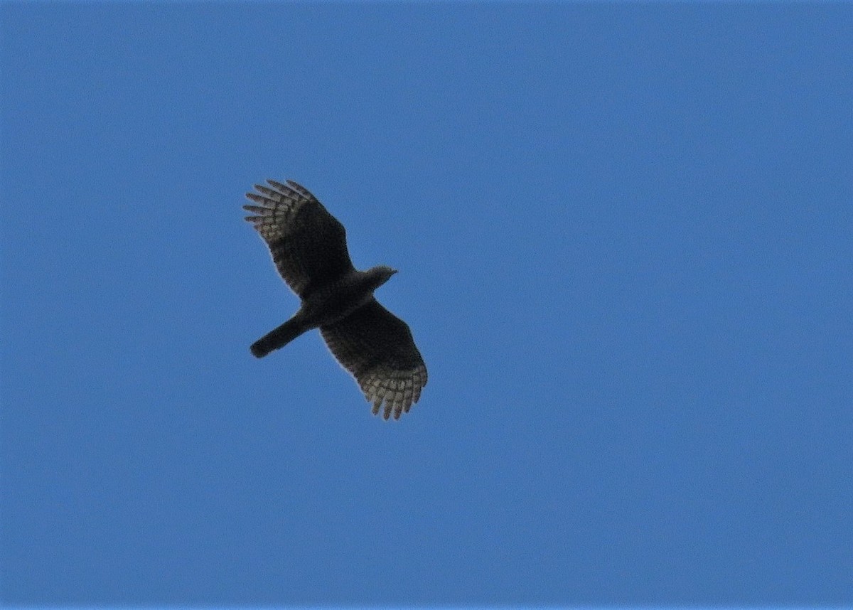 Hook-billed Kite (Hook-billed) - José Antonio Vicente Filho