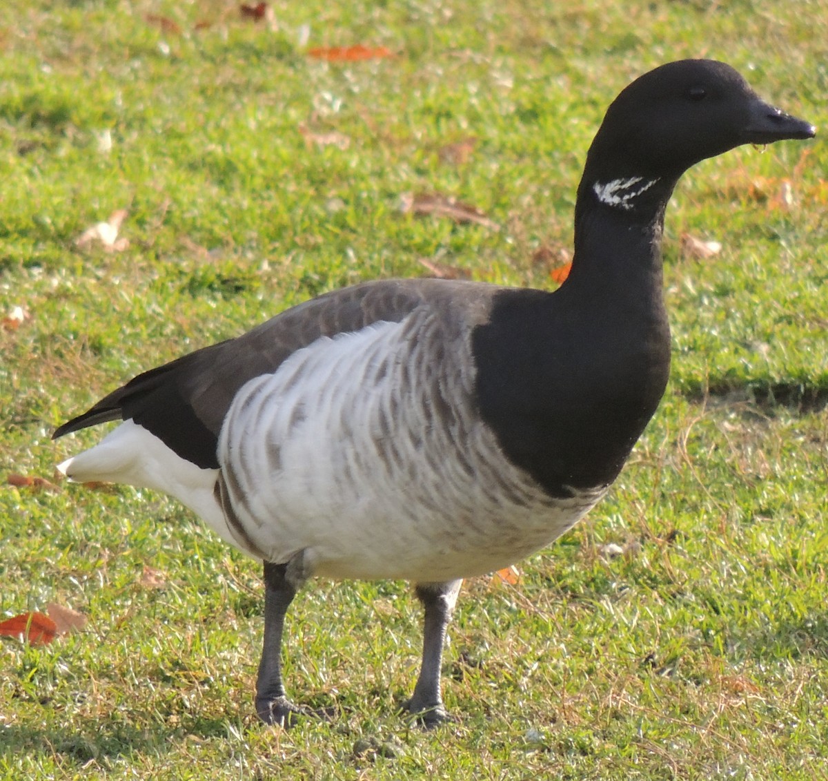 Brant (Atlantic) - ML510674091