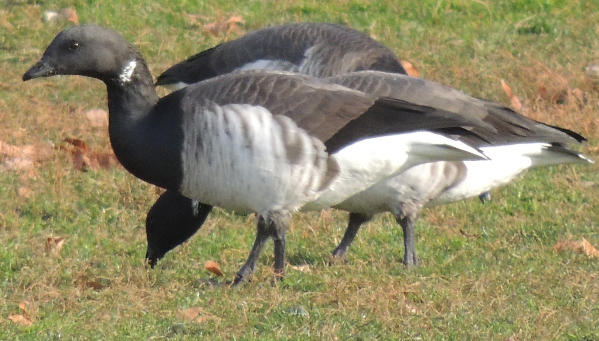 Brant (Atlantic) - ML510674101