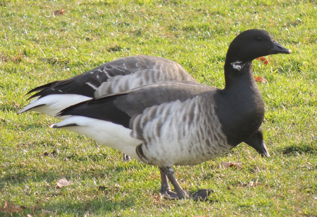 Brant (Atlantic) - ML510674111