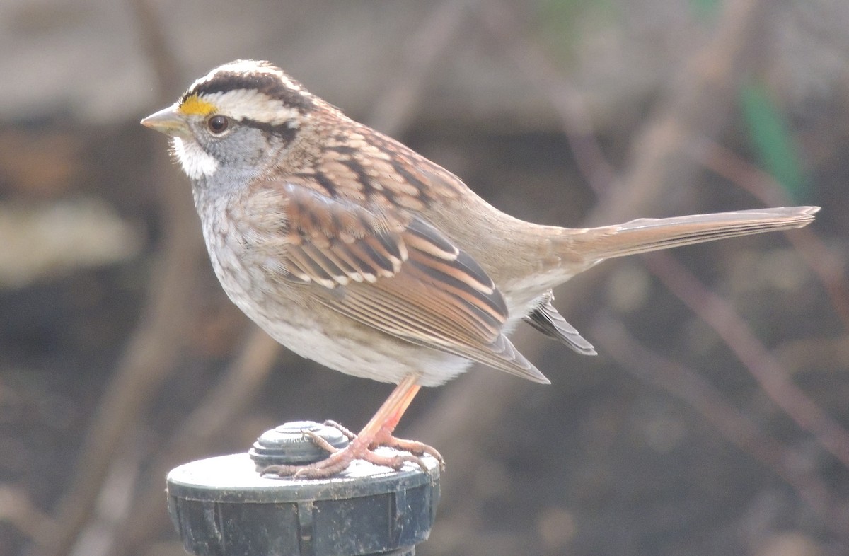 White-throated Sparrow - ML510674211