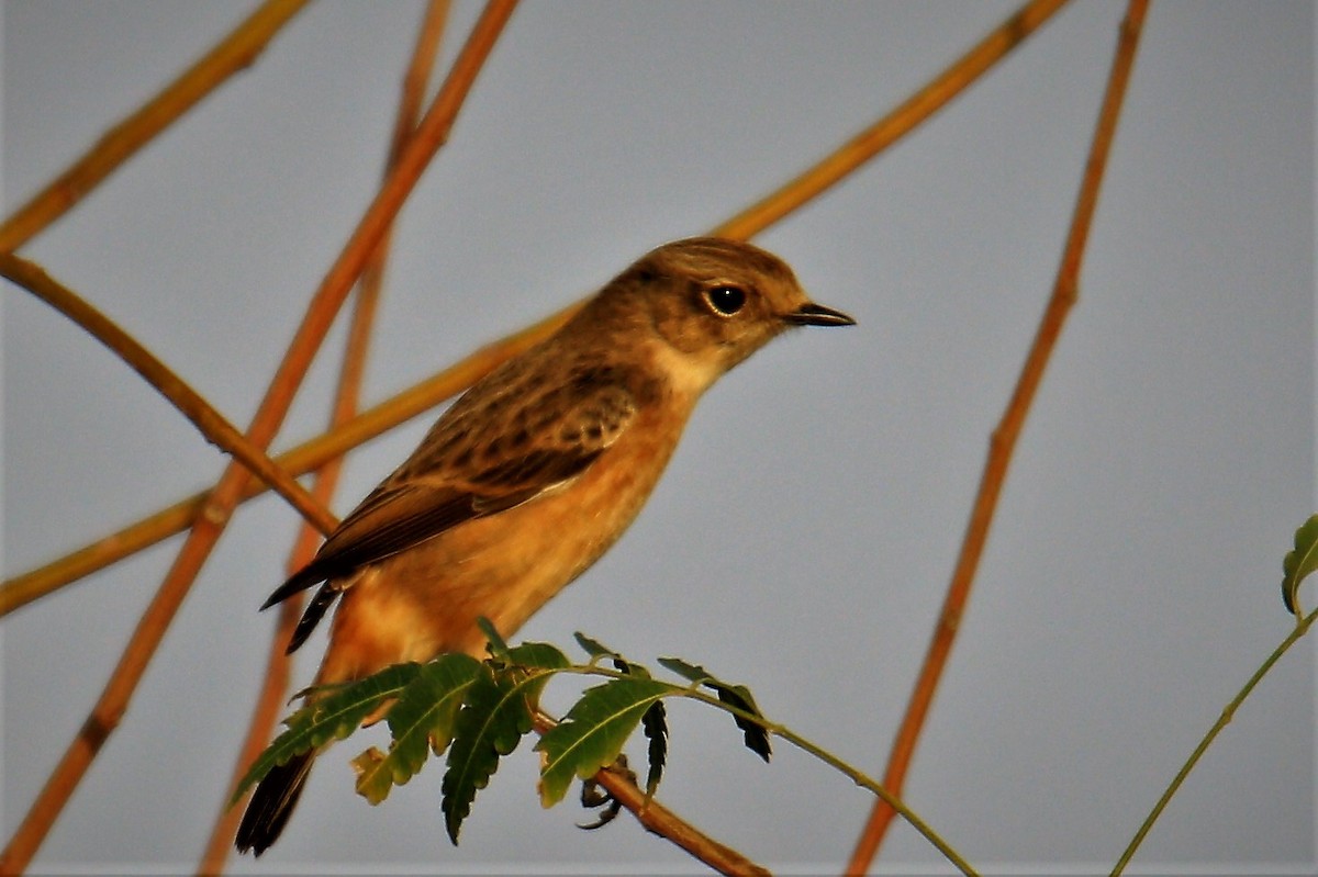 European/Siberian Stonechat - ML510675621