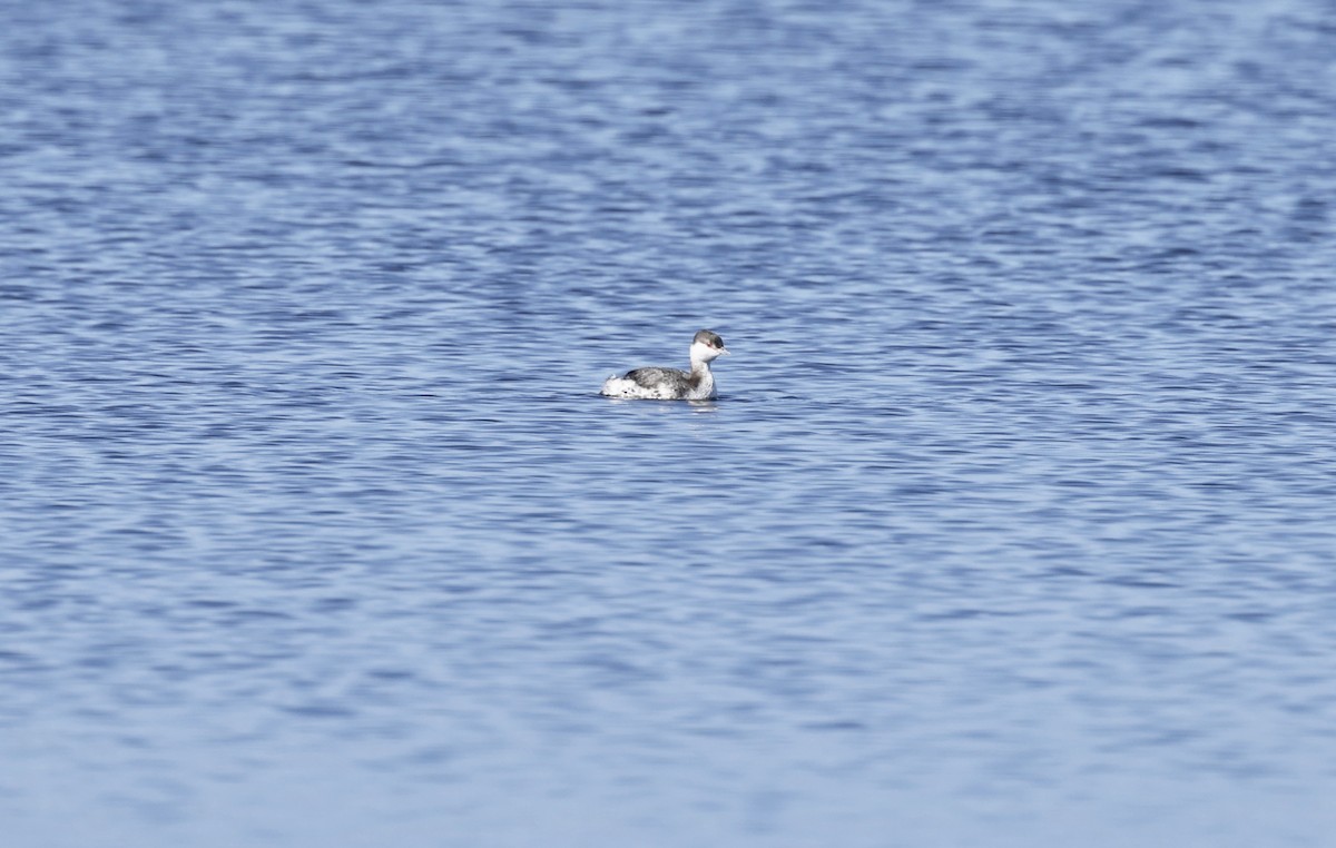 Horned Grebe - ML510675941