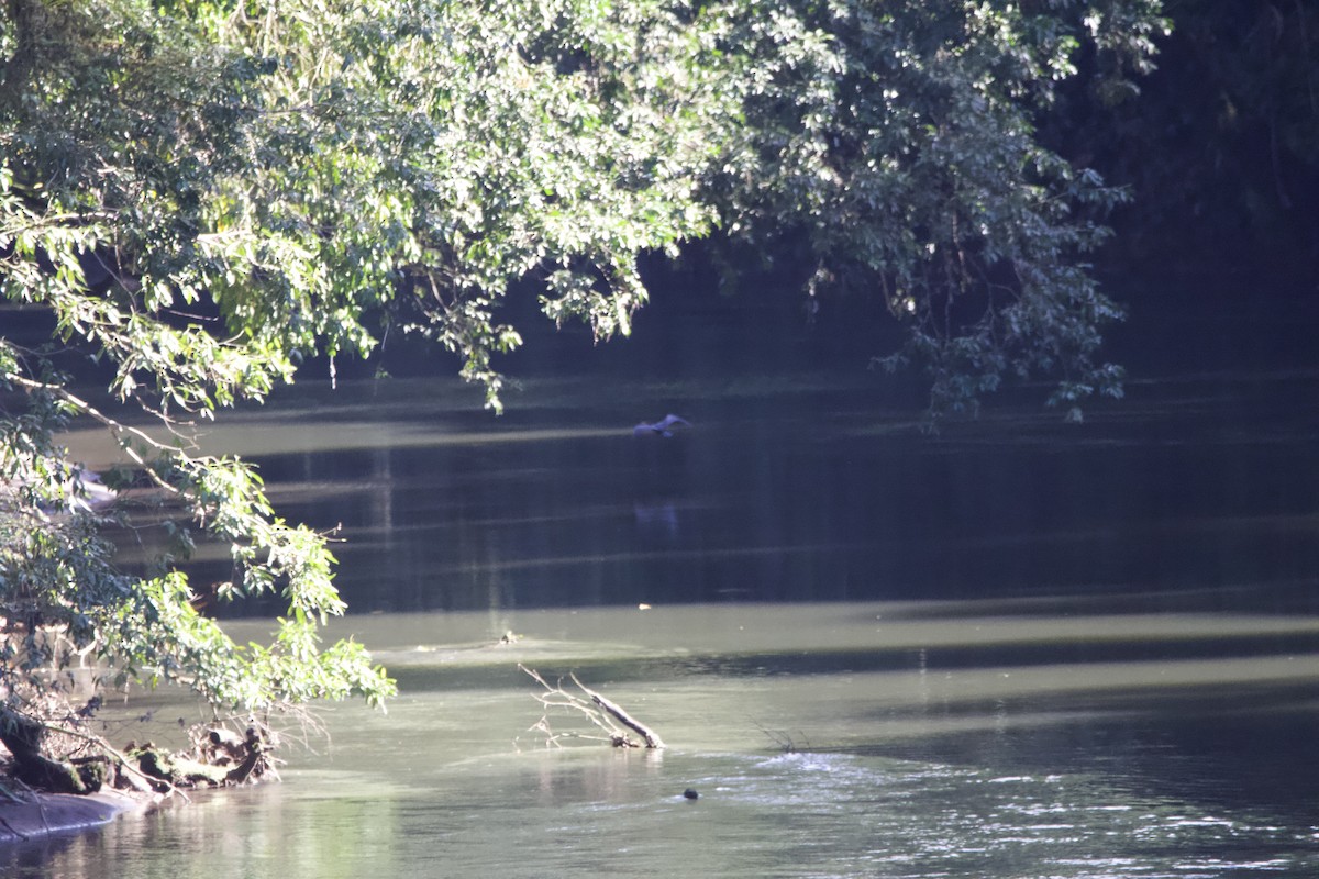 Anhinga d'Amérique - ML510676781