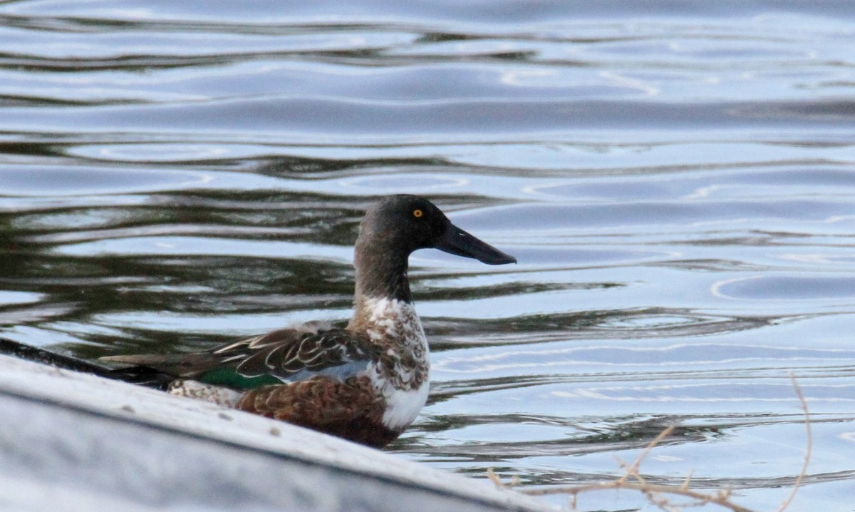 Northern Shoveler - ML510677491