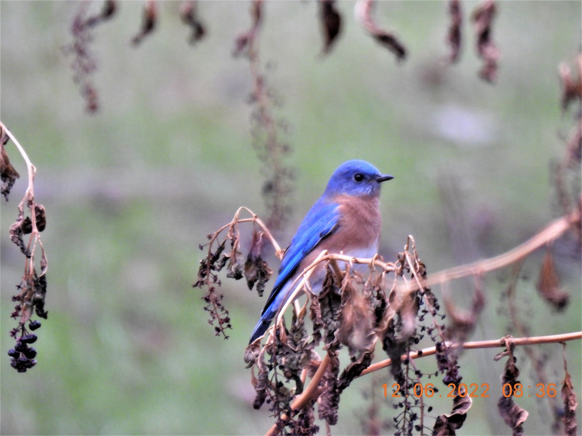 Eastern Bluebird - ML510677721