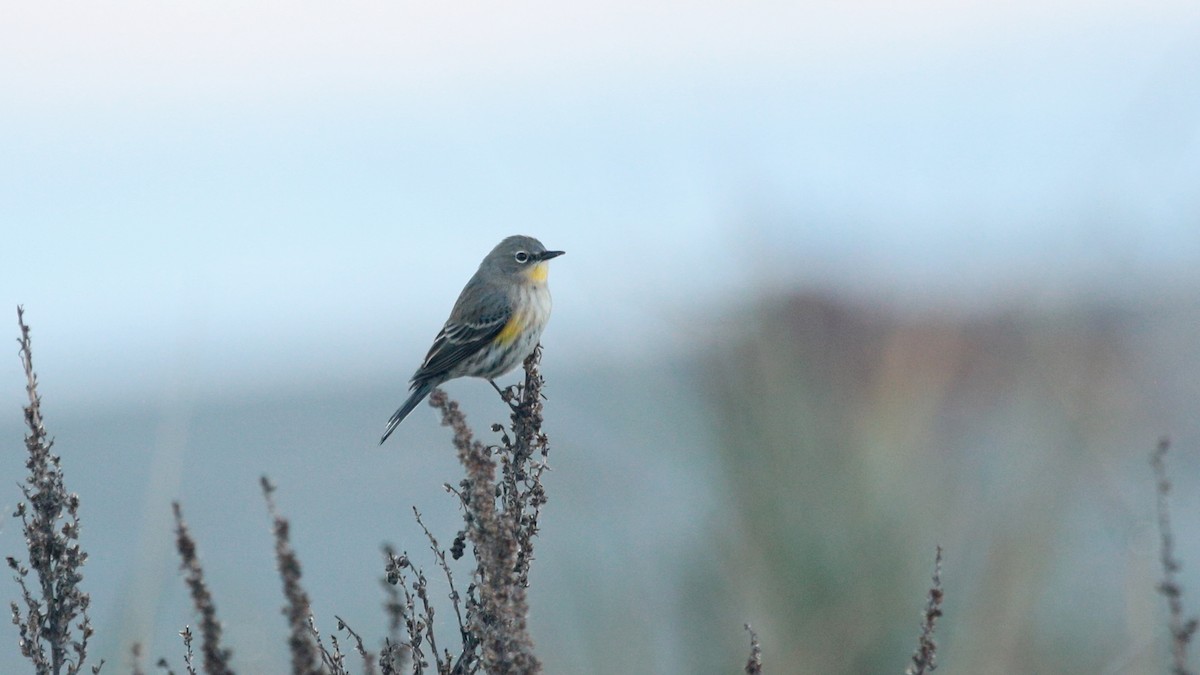 Yellow-rumped Warbler - ML510678131