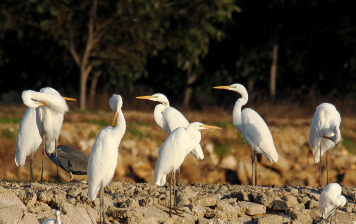 Great Egret - ML510678971