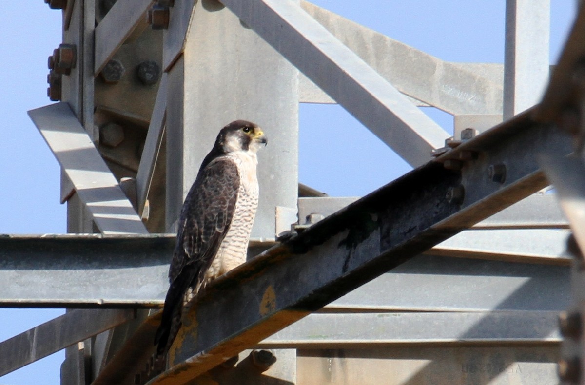 Peregrine Falcon - ML510680011