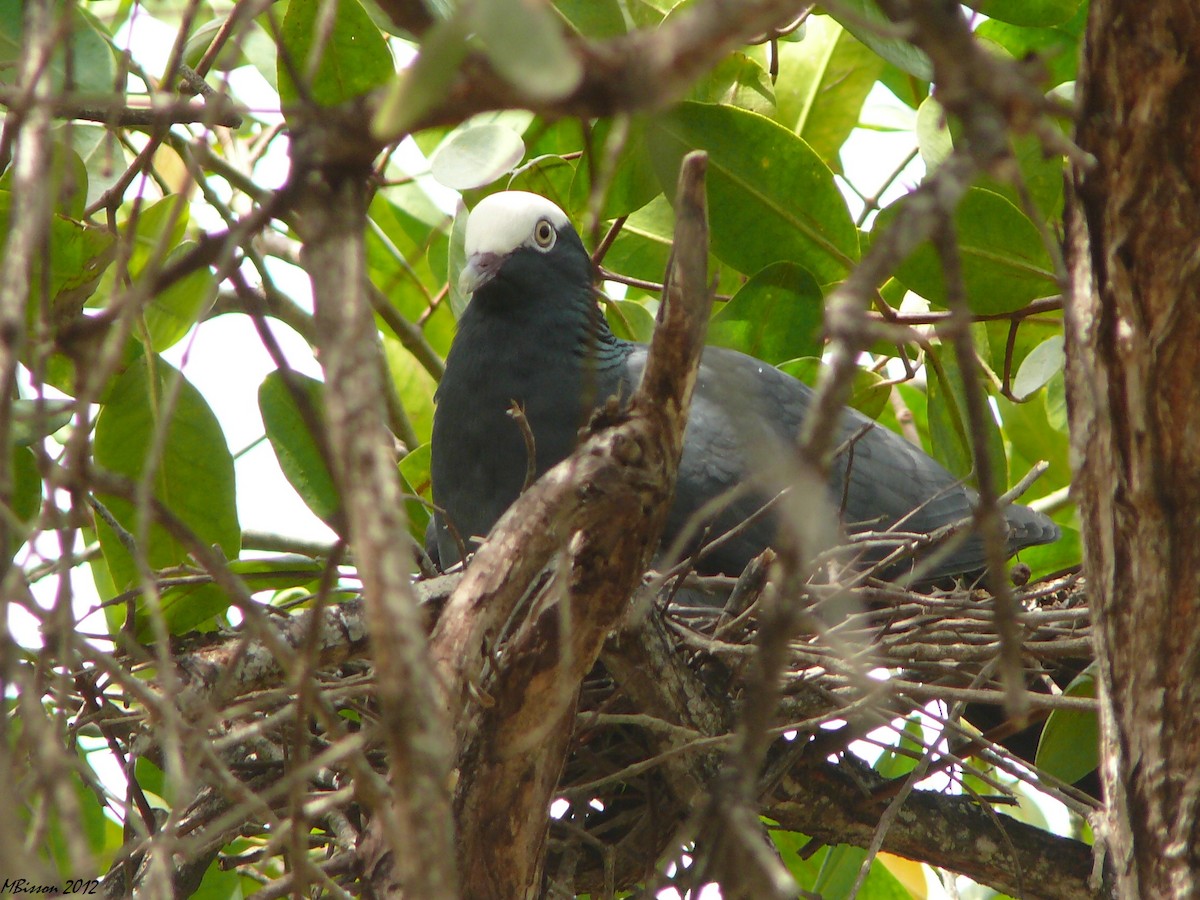 White-crowned Pigeon - Micheline Bisson