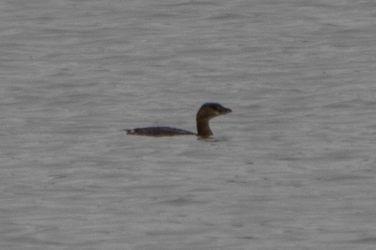 Pied-billed Grebe - ML510681301