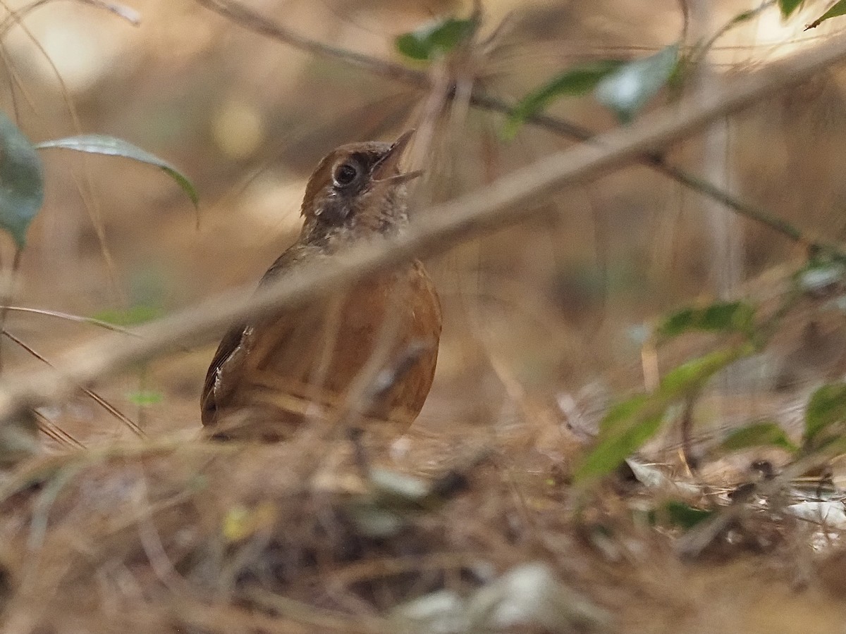 Modulatrice à lunettes - ML510683191