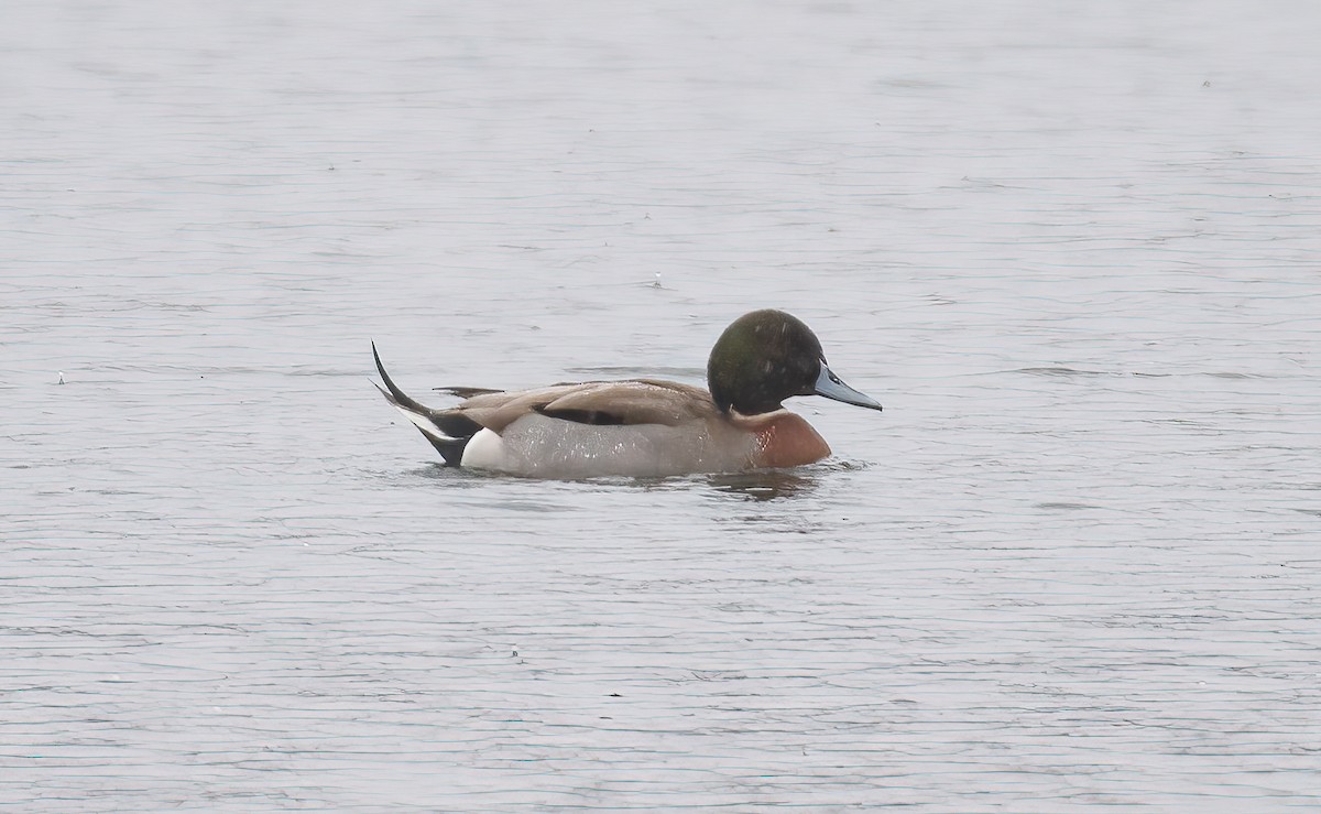 Mallard x Northern Pintail (hybrid) - ML510685131