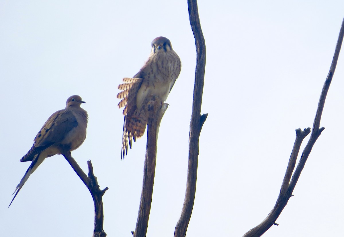 American Kestrel - ML510687701