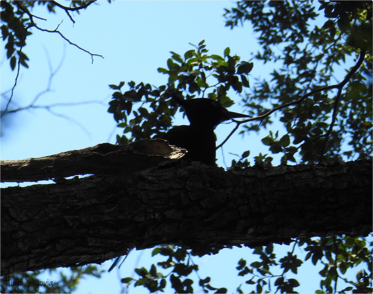 Magellanic Woodpecker - ML510688401