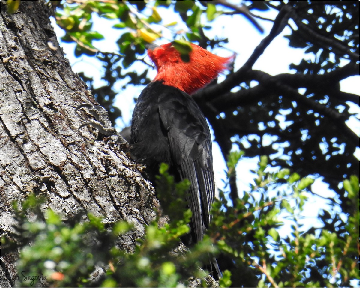 Magellanic Woodpecker - ML510688421