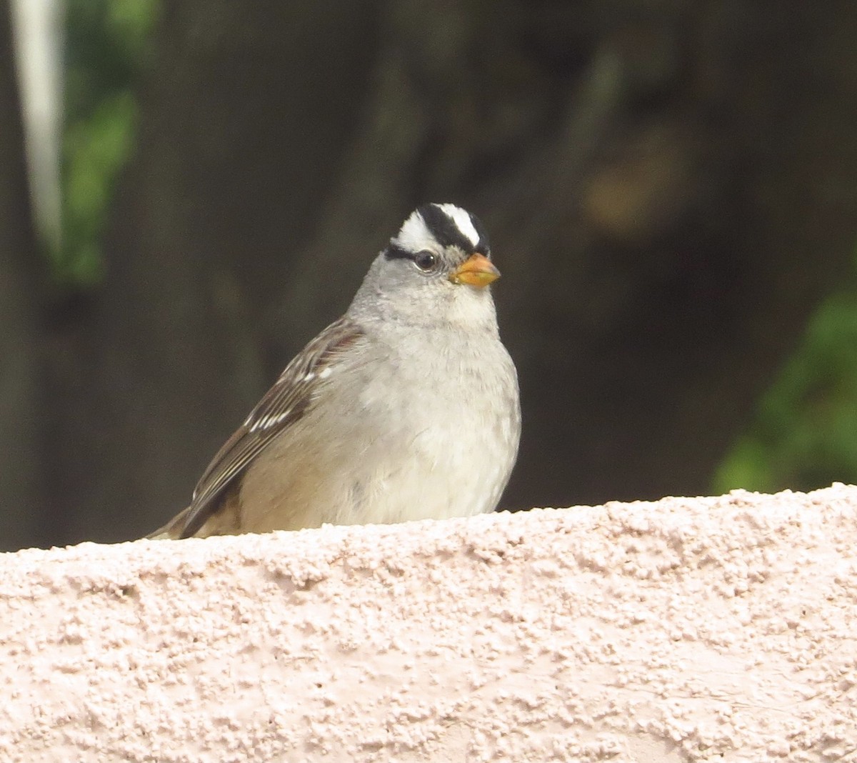 White-crowned Sparrow - ML510688571