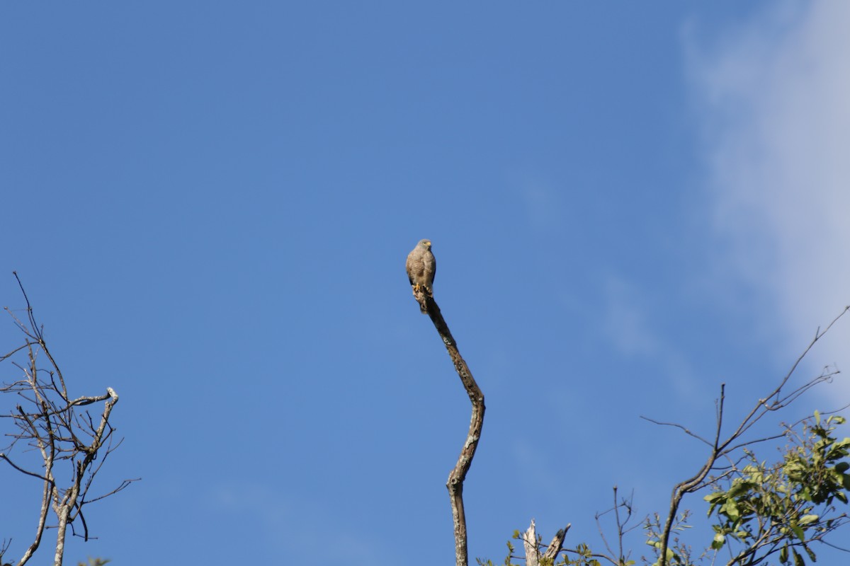 Roadside Hawk - Daniel Torrez Lira