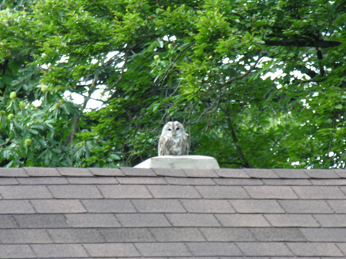 Tawny Owl - ML510691101