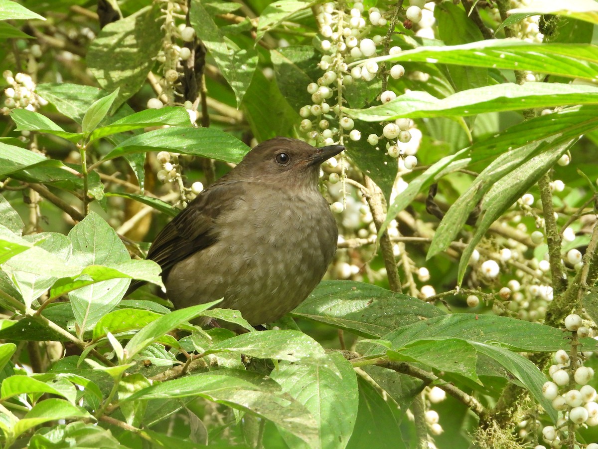 Mountain Thrush - Juan Carlos Melendez