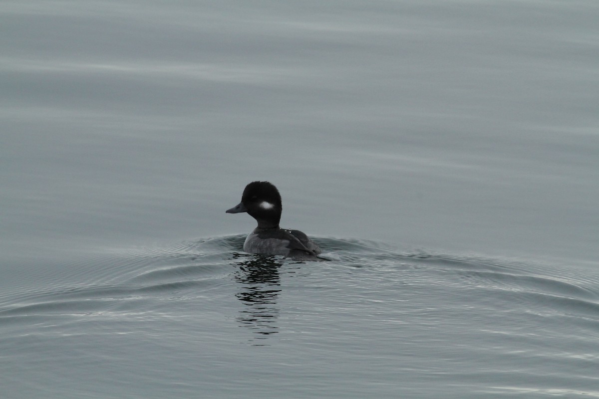 Bufflehead - ML510691881