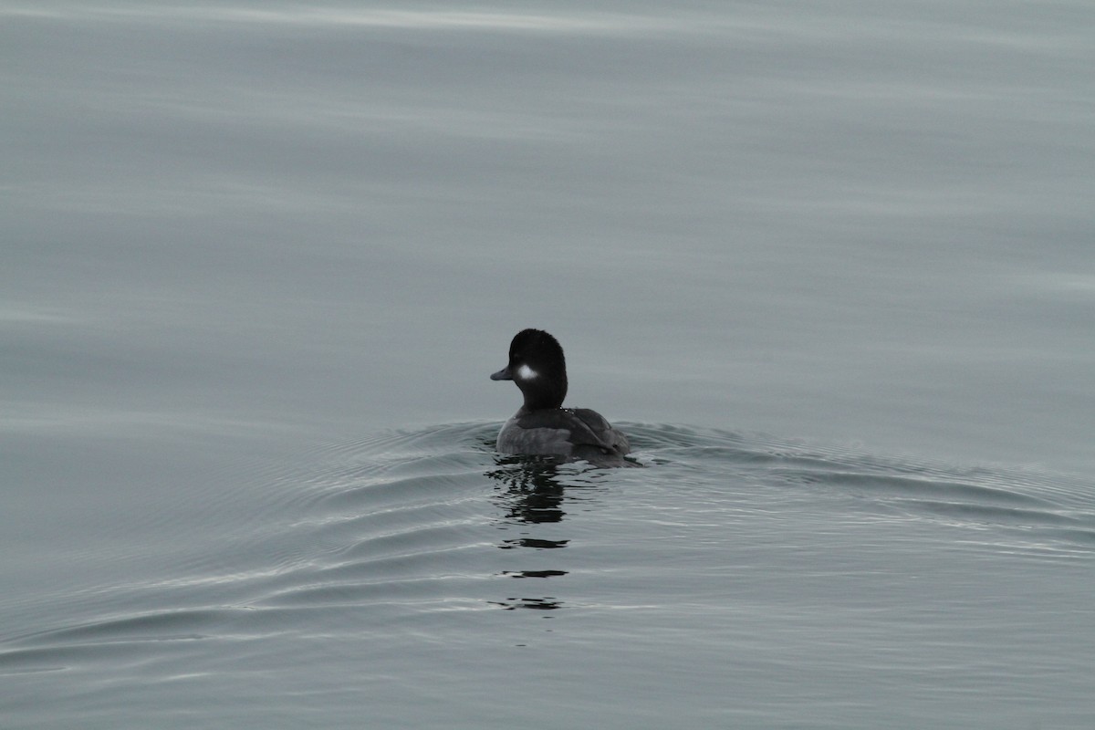 Bufflehead - ML510691981