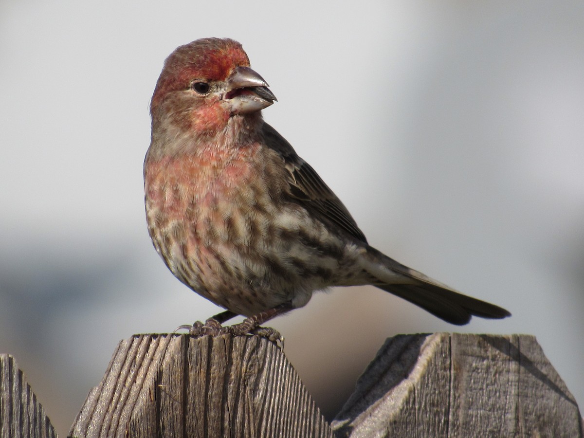 House Finch - ML510692031