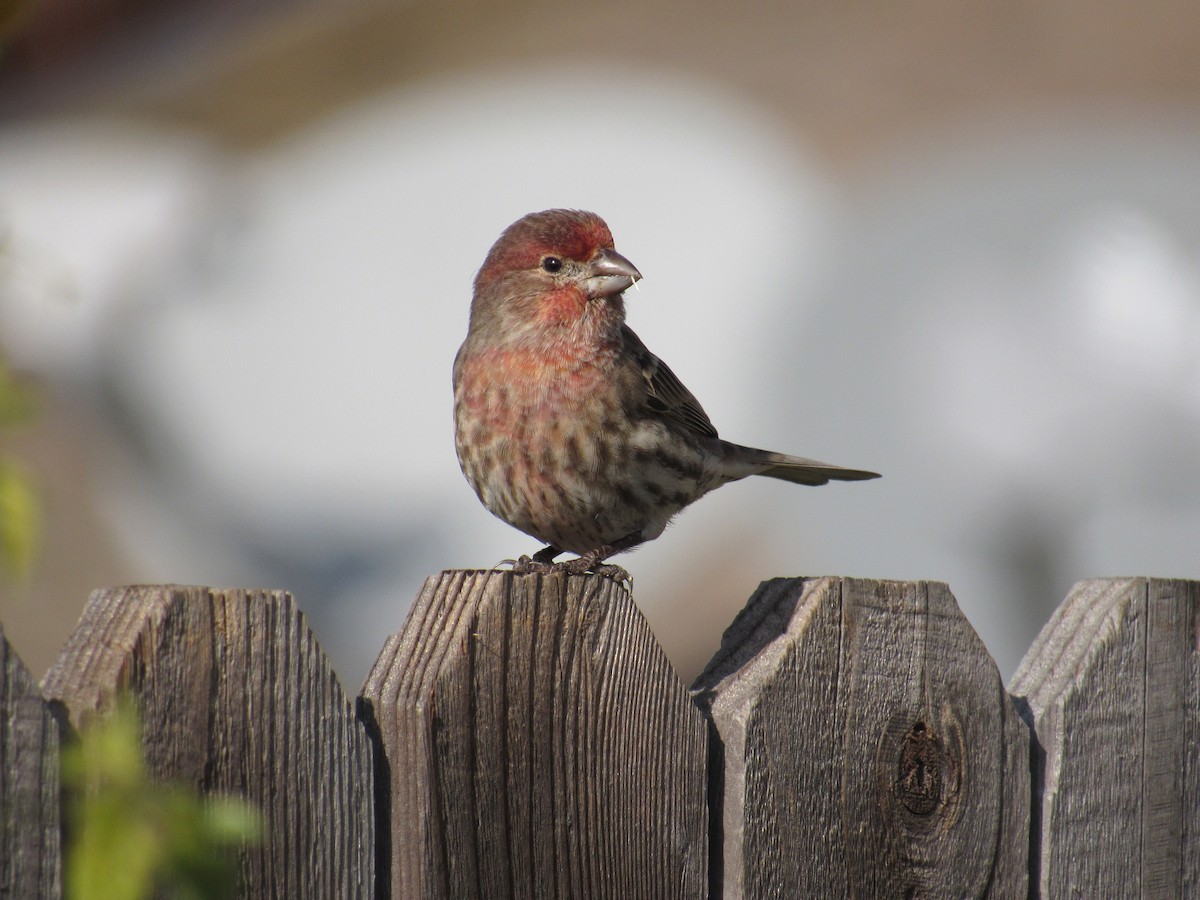 House Finch - ML510692081