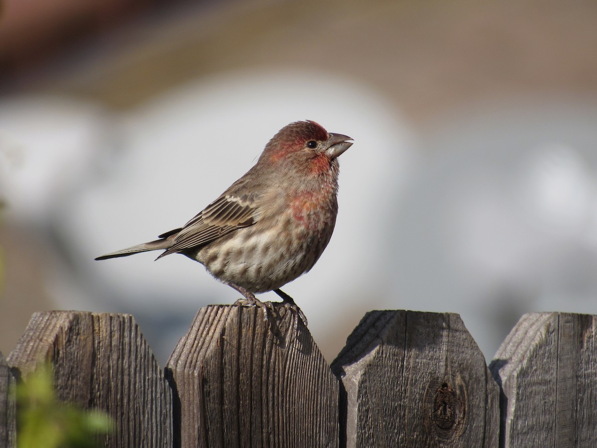 House Finch - ML510692131