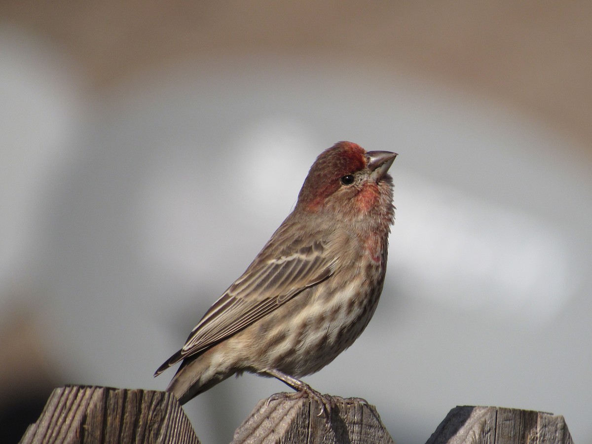 House Finch - ML510692191