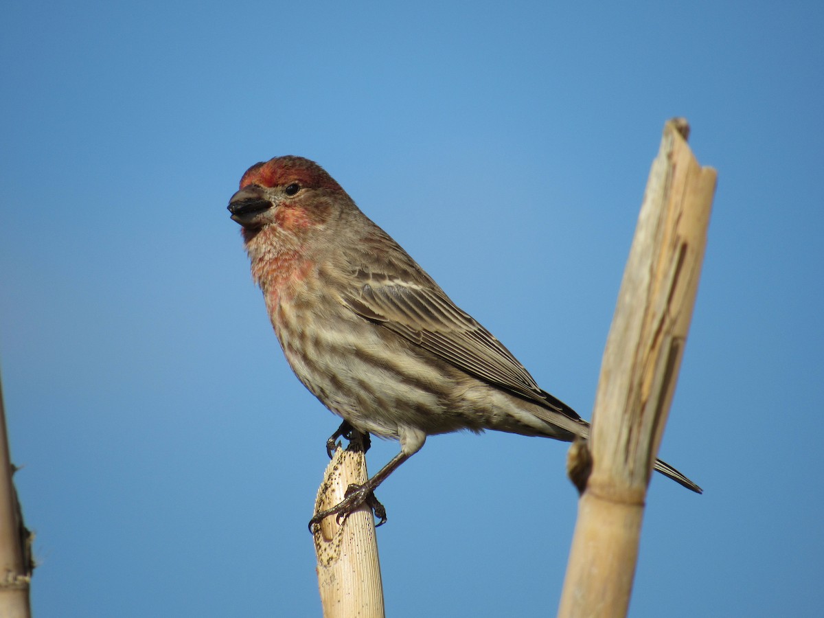 House Finch - ML510692251