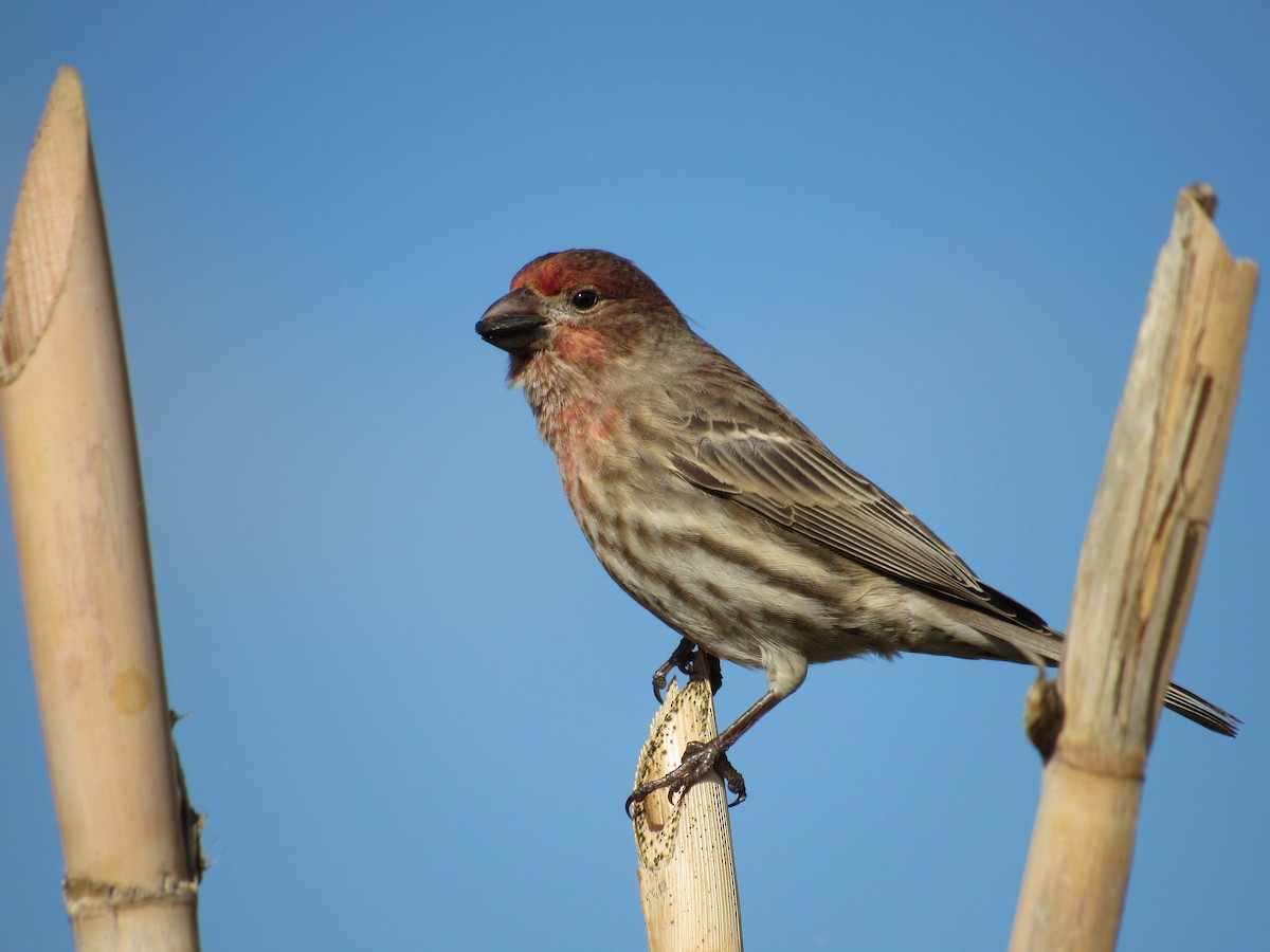House Finch - ML510692261