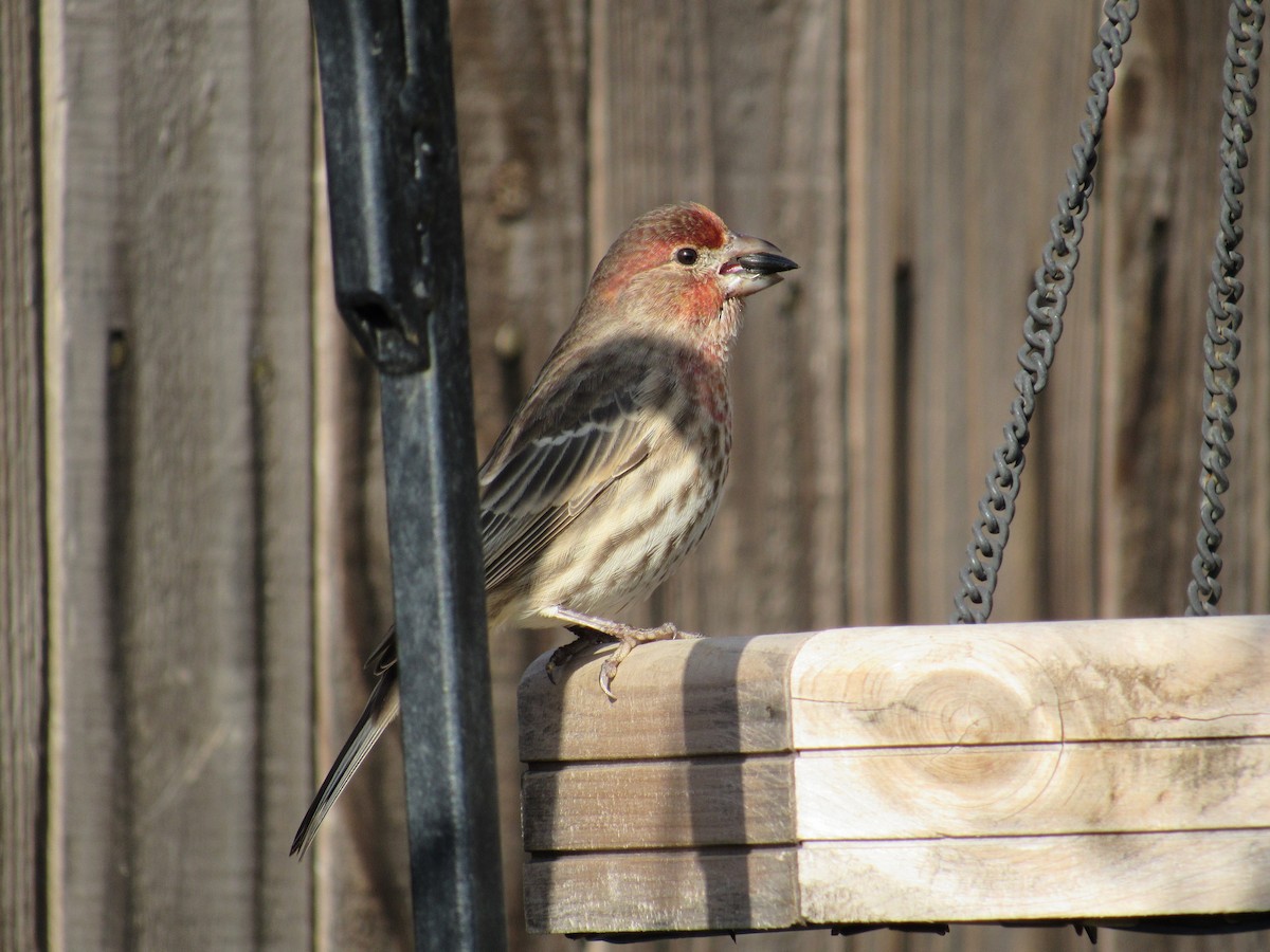 House Finch - ML510692371