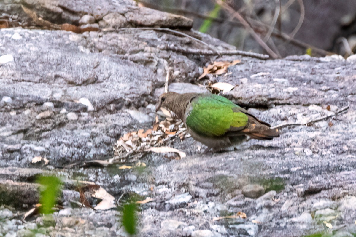 Palomita Esmeralda Cabeciparda - ML510692991