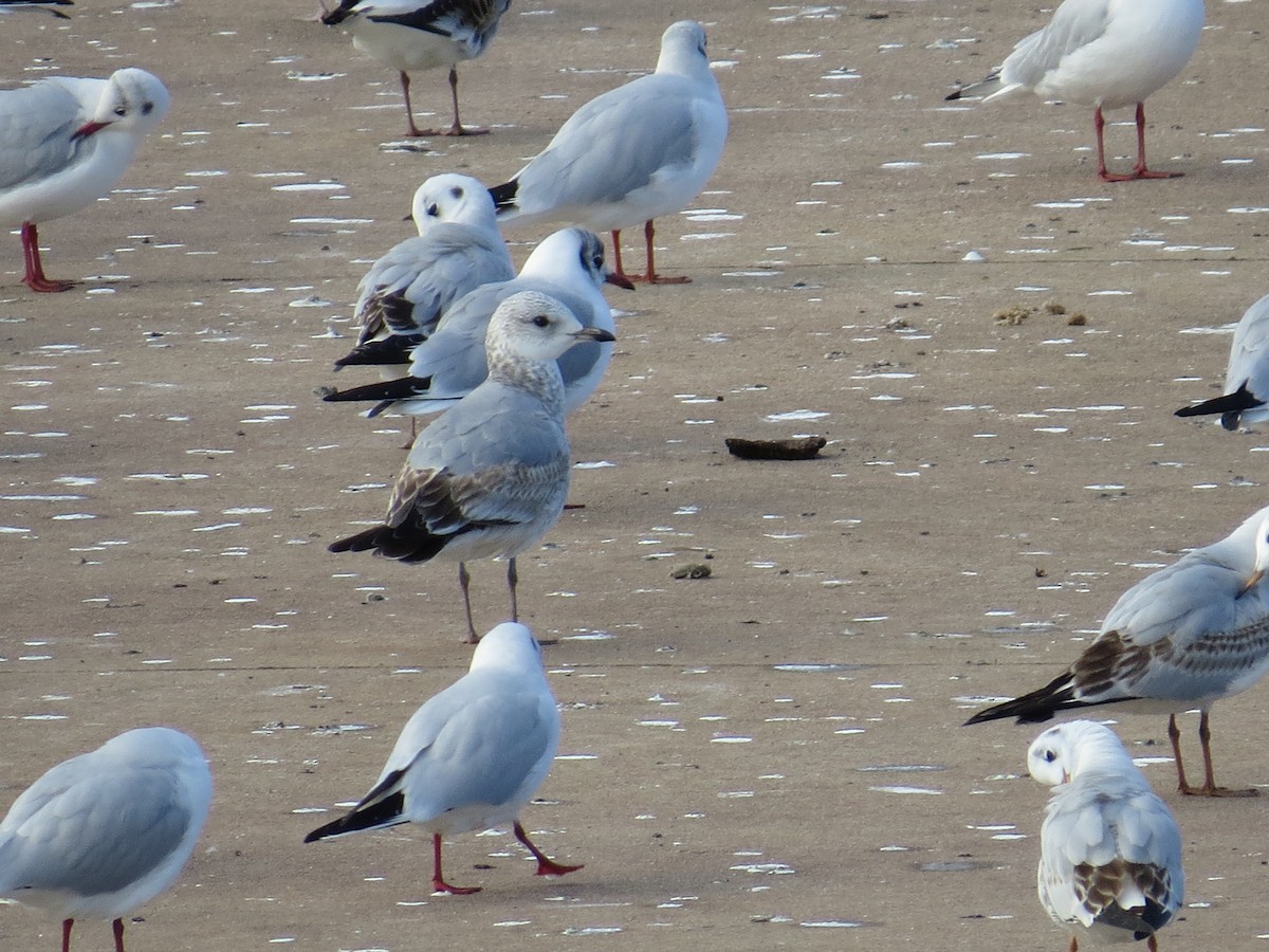Common Gull - ML510693131