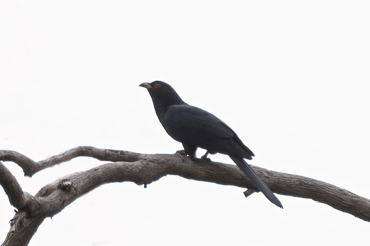 Pacific Koel - Martine Stolk