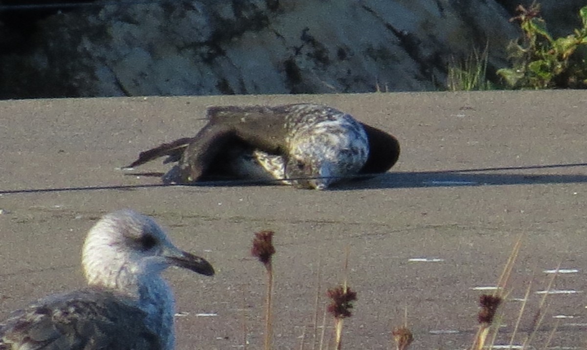 Pomarine Jaeger - ML510693411