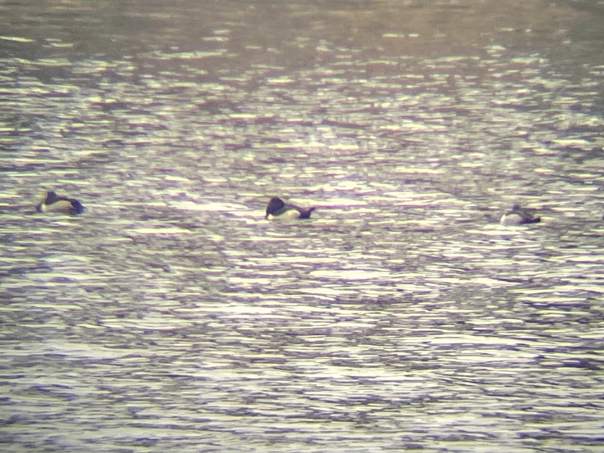 Ring-necked Duck - ML510693511